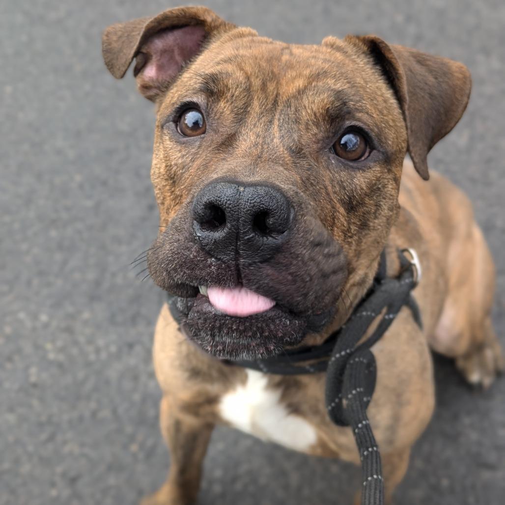 Enlarge Jager, a Adoptable mixed breed in Oak Park, IL image 3/6