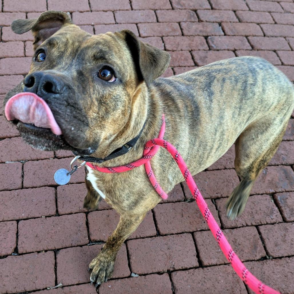 Enlarge Jager, a Adoptable mixed breed in Oak Park, IL image 4/6