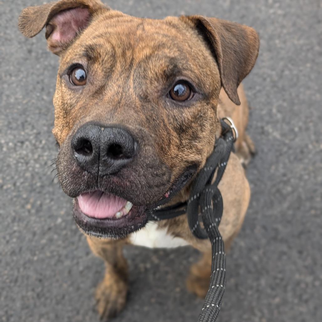 Enlarge Jager, a Adoptable mixed breed in Oak Park, IL image 5/6