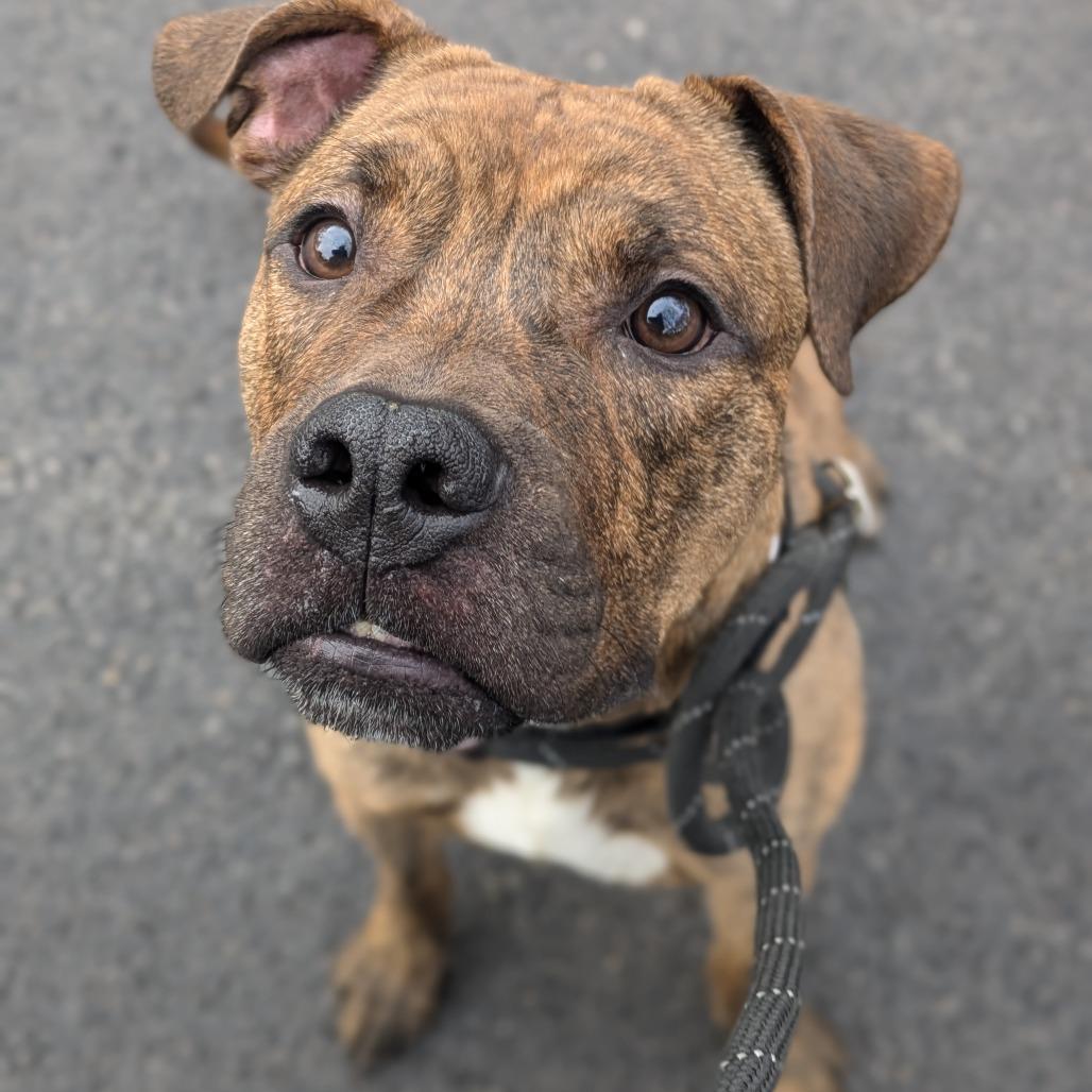 Enlarge Jager, a Adoptable mixed breed in Oak Park, IL image 6/6