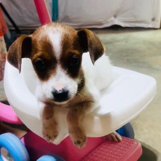 TicTac, Adoptable, Puppy Female Jack Russell Terrier & Chihuahua.