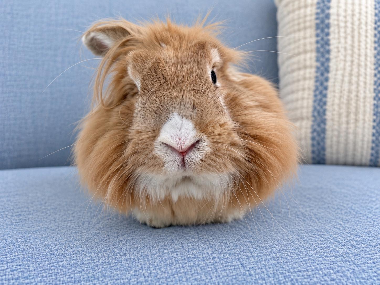 Enlarge Paddington, a Adoptable Lionhead in Waldwick, NJ image 4/4