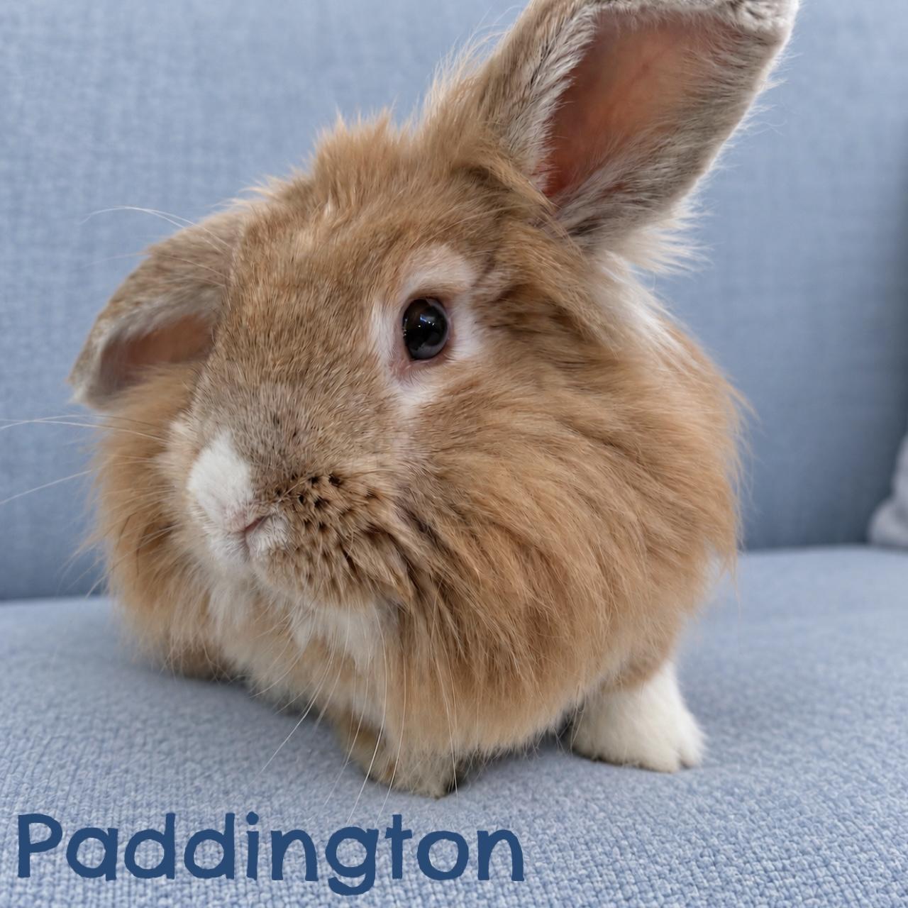 Enlarge Paddington, a Adoptable Lionhead in Waldwick, NJ image 1/4