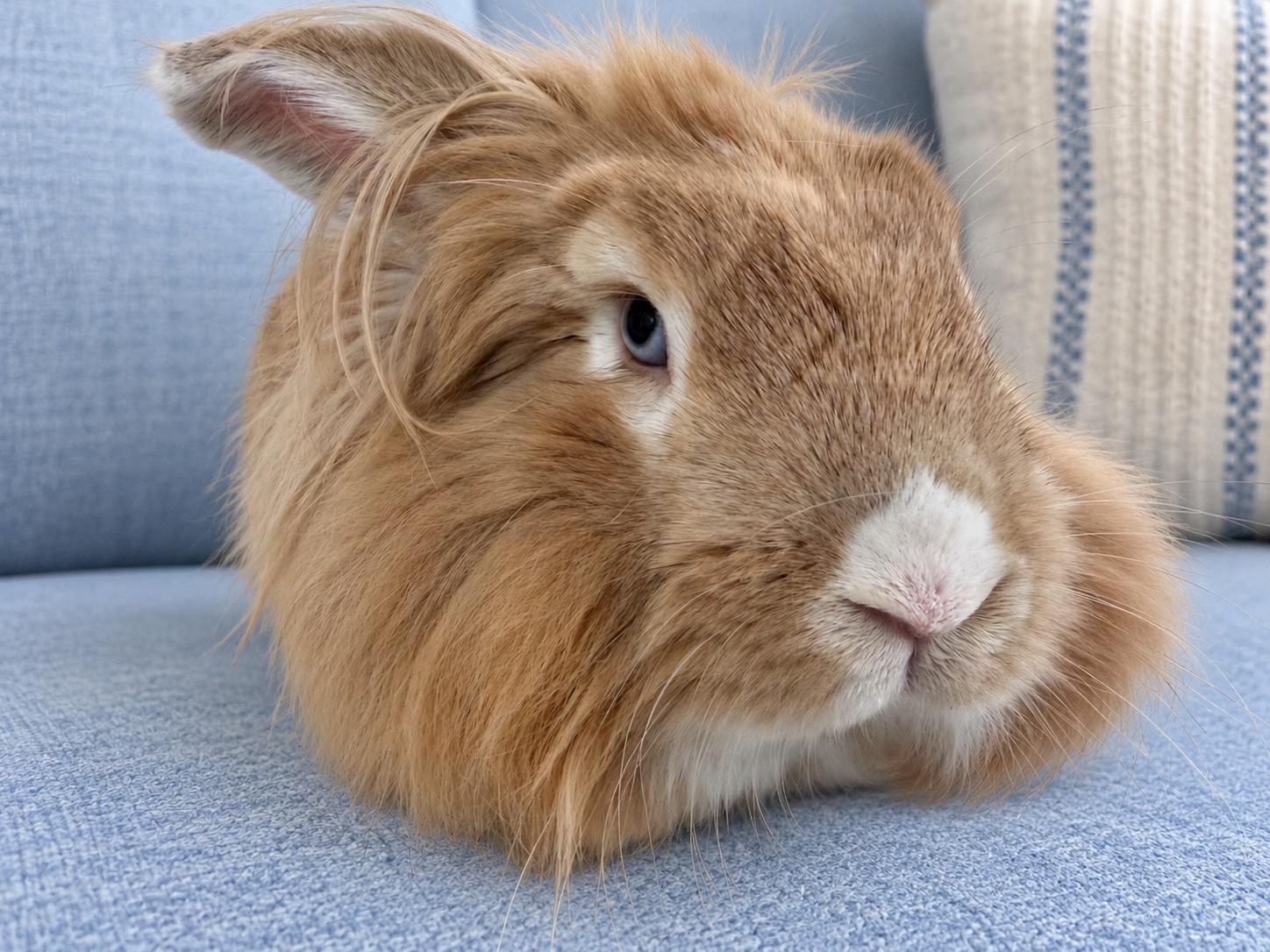 Enlarge Paddington, a Adoptable Lionhead in Waldwick, NJ image 3/4