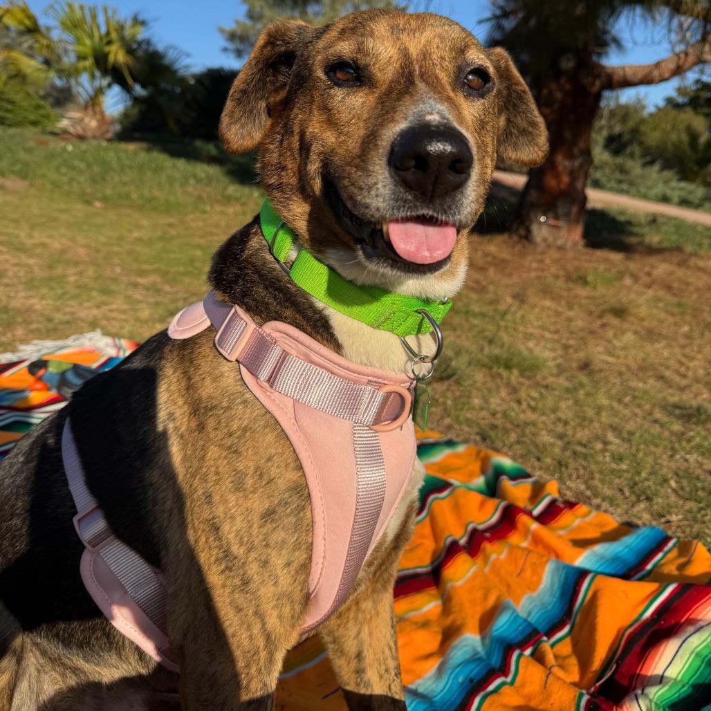 Enlarge Mandy, a Adoptable Labrador Retriever in San Diego, CA image 1/4