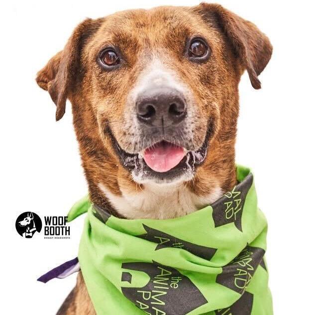 Enlarge Mandy, a Adoptable Labrador Retriever in San Diego, CA image 2/4