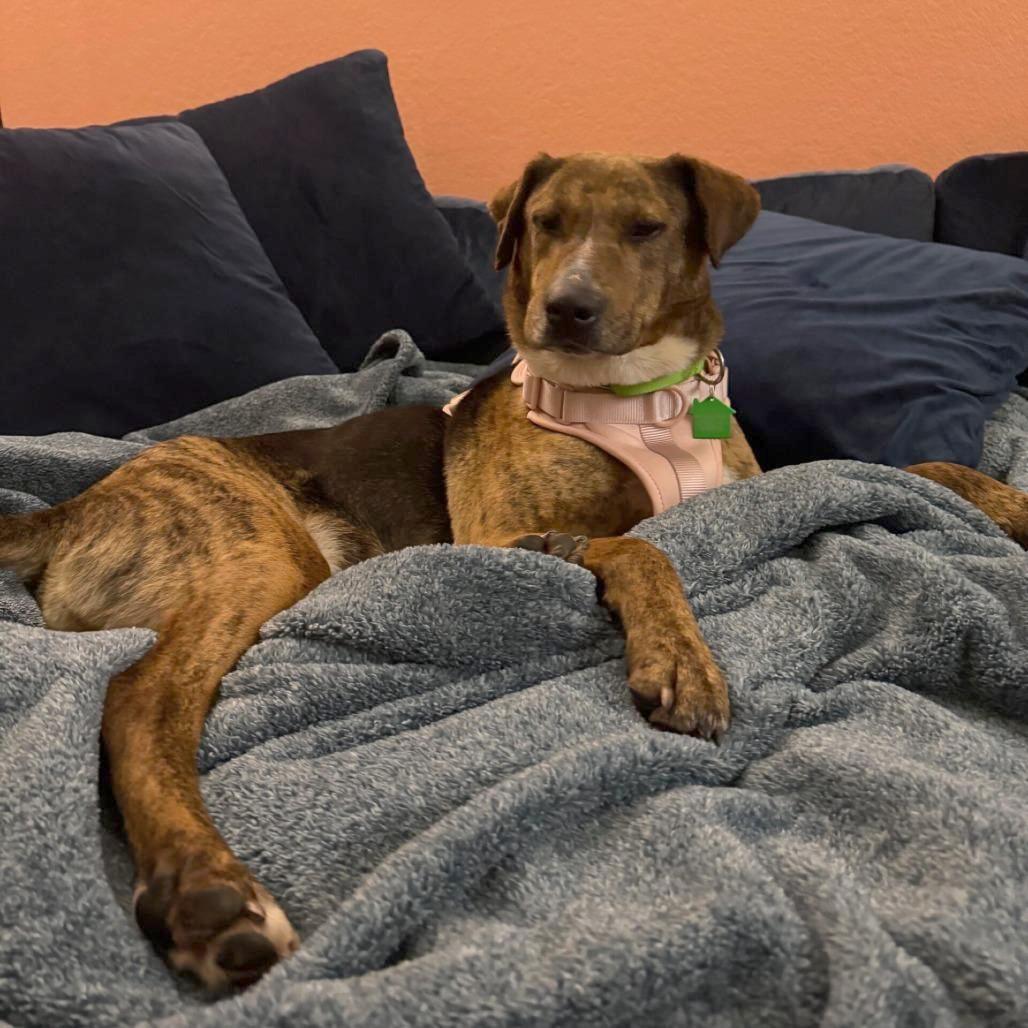 Enlarge Mandy, a Adoptable Labrador Retriever in San Diego, CA image 3/4