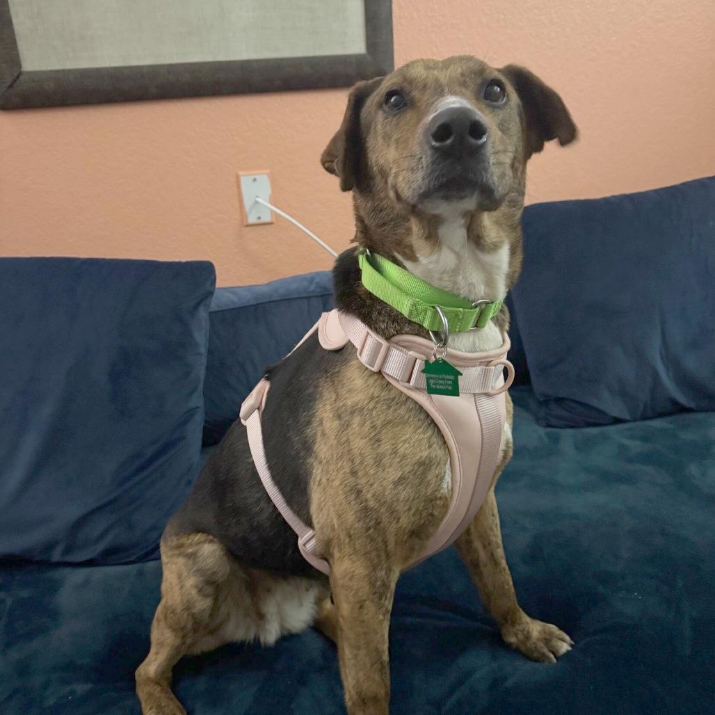 Enlarge Mandy, a Adoptable Labrador Retriever in San Diego, CA image 4/4
