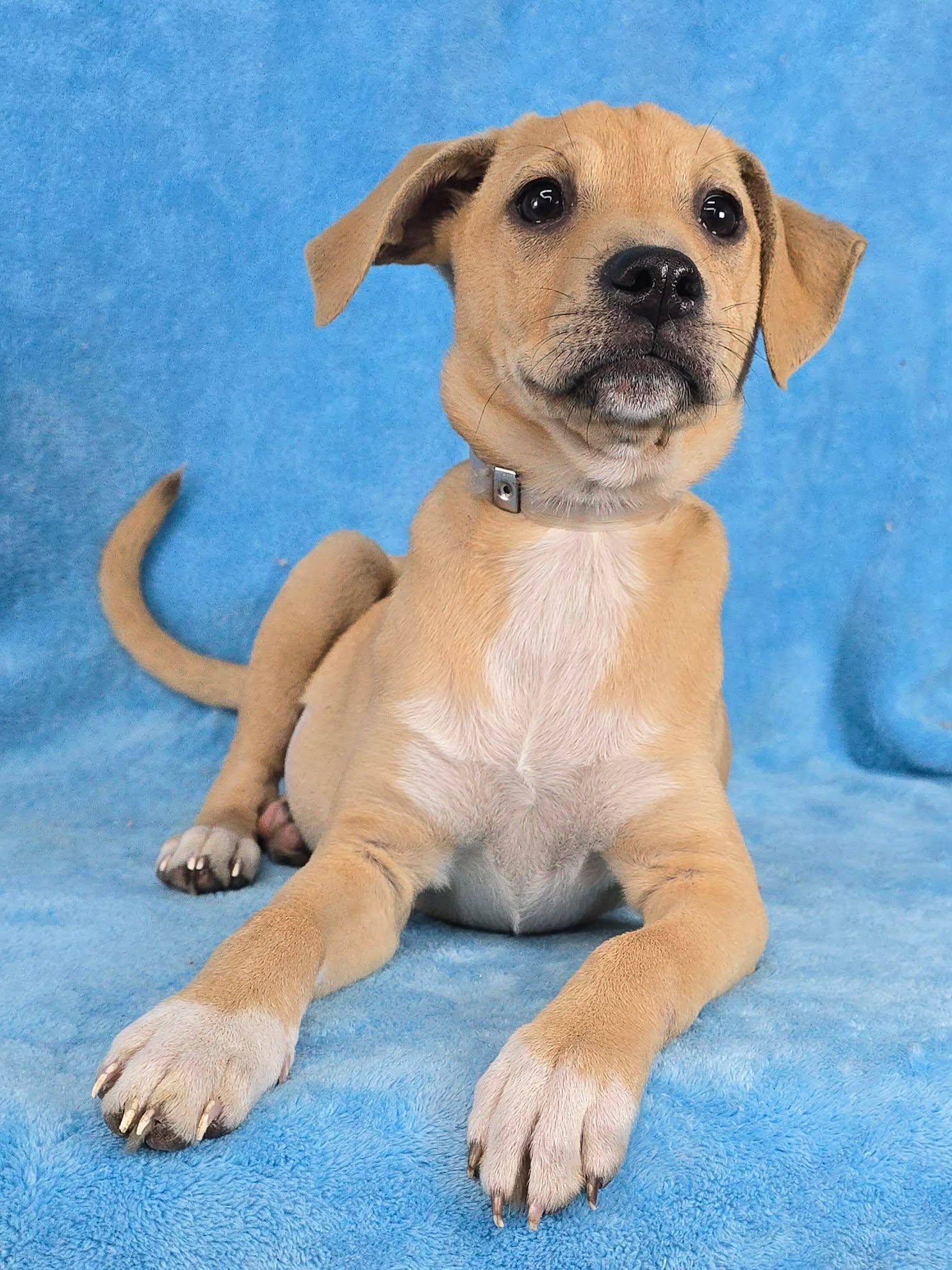 Enlarge Tapit, a Adoptable mixed breed in Newport, TN image 5/5