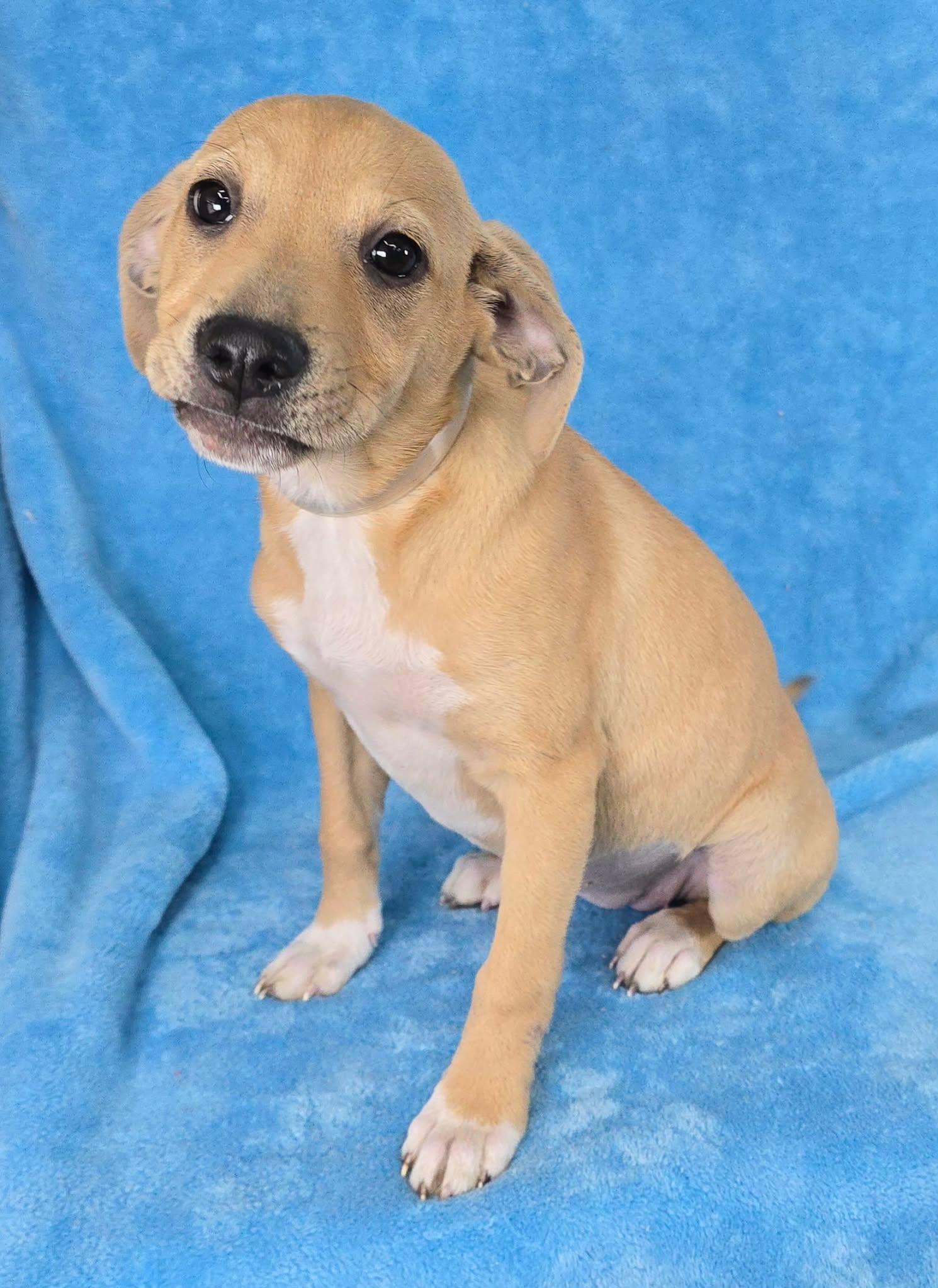 Enlarge Tapit, a Adoptable mixed breed in Newport, TN image 4/5