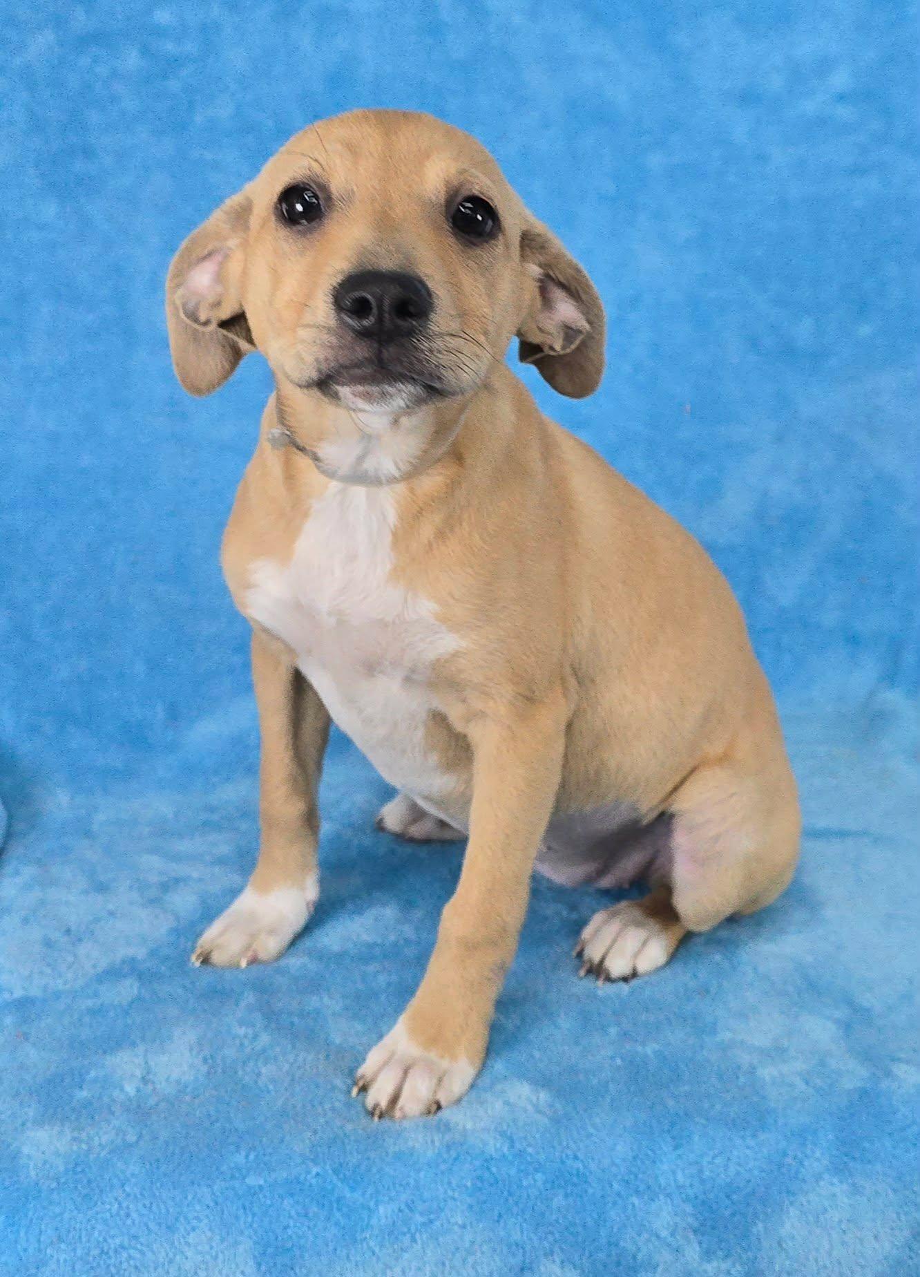 Enlarge Tapit, a Adoptable mixed breed in Newport, TN image 3/5