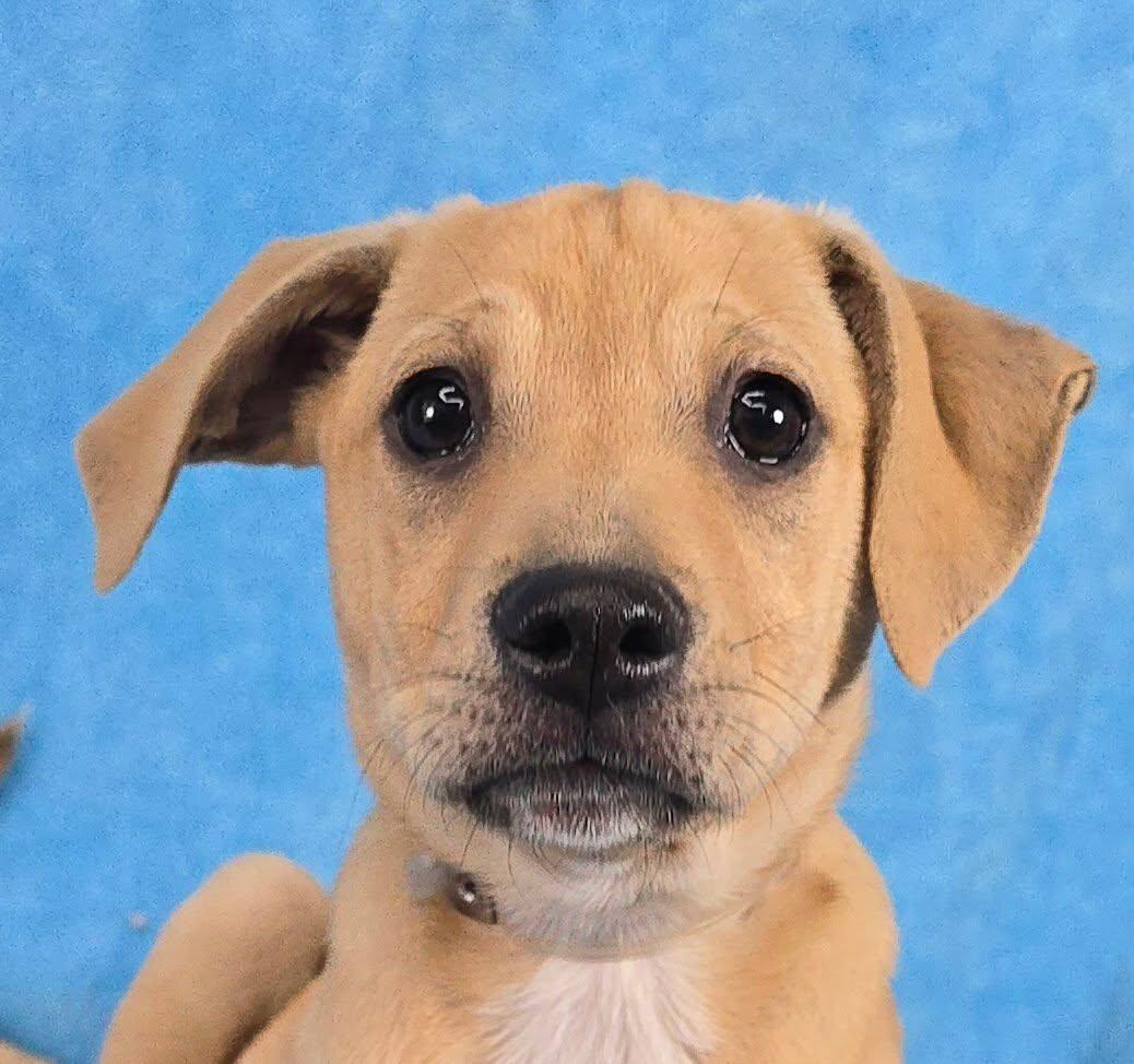 Tapit, Adoptable, Puppy Female Hound.