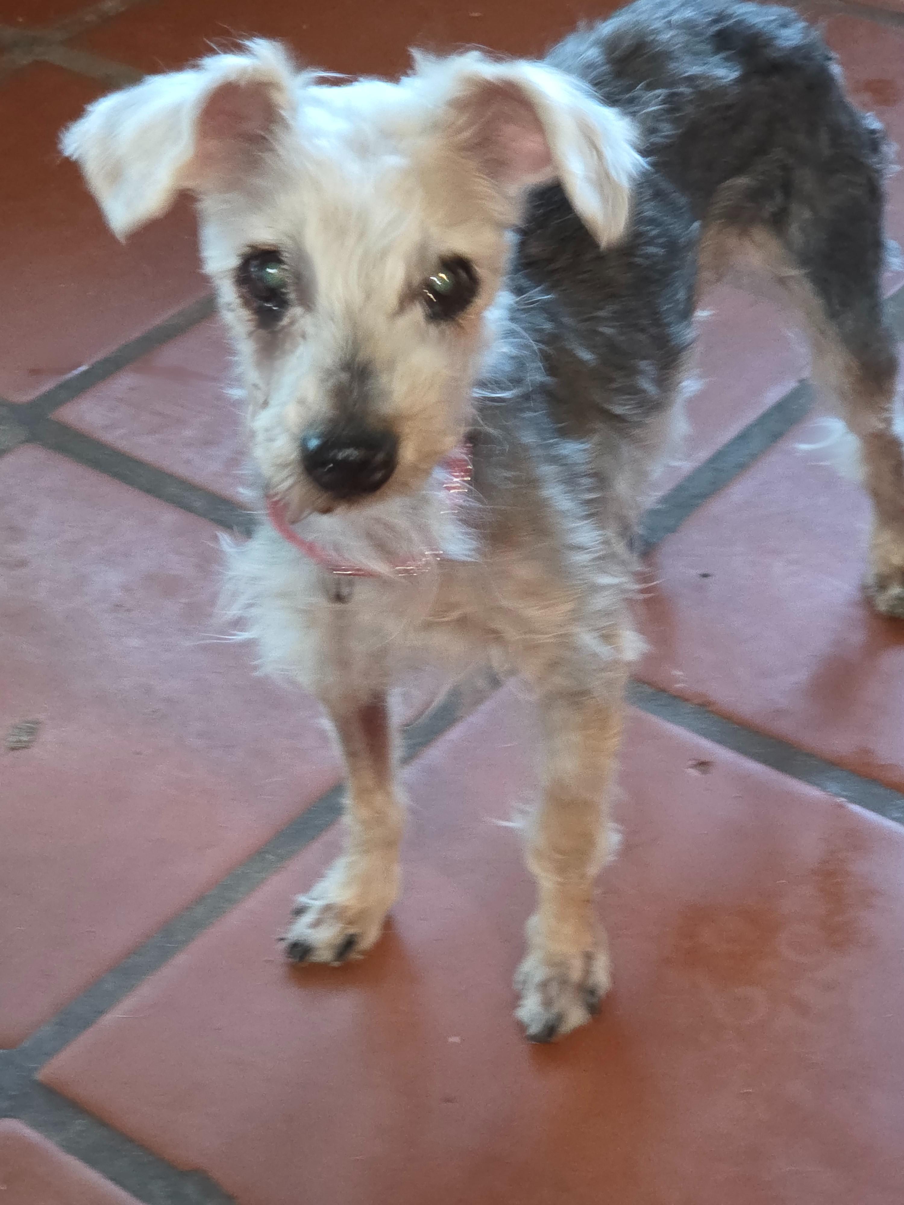 Enlarge HOMER, an adopted mixed breed in Tucson, AZ image 2/3