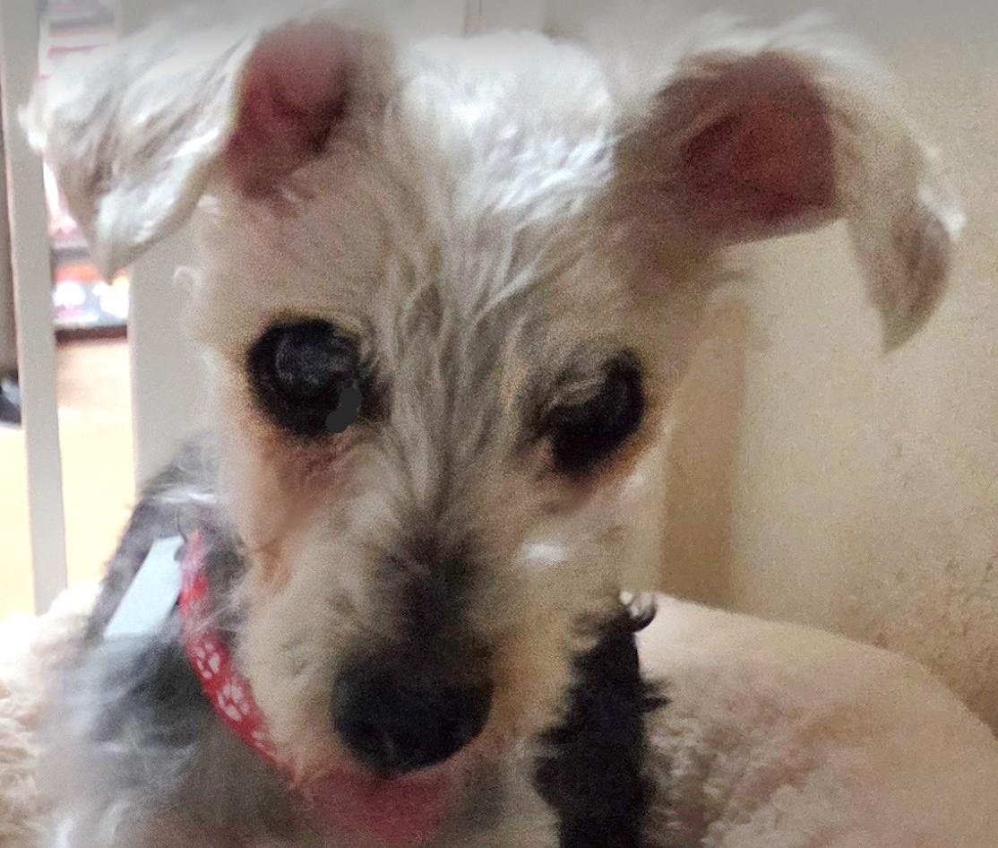 Enlarge HOMER, an adopted mixed breed in Tucson, AZ image 1/3