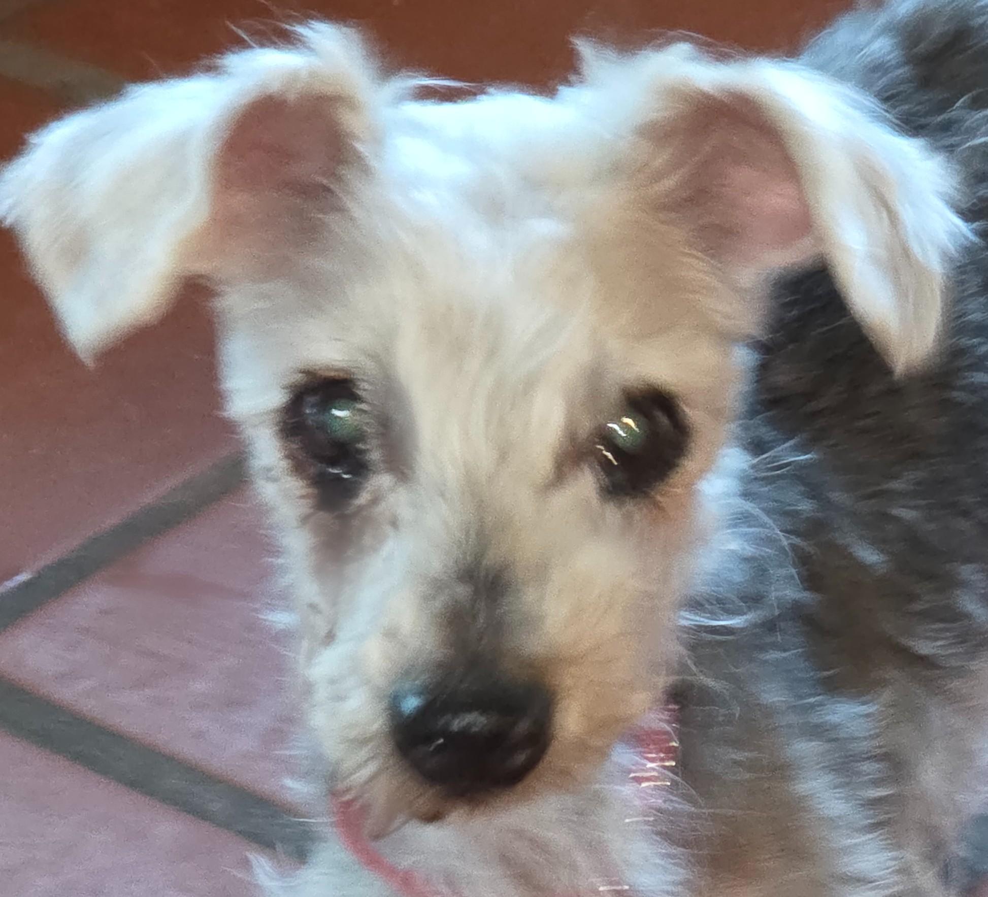 Enlarge HOMER, an adopted mixed breed in Tucson, AZ image 3/3
