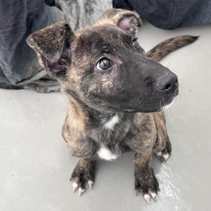 Goblina, Adoptable, Young Female Terrier & Mixed Breed.