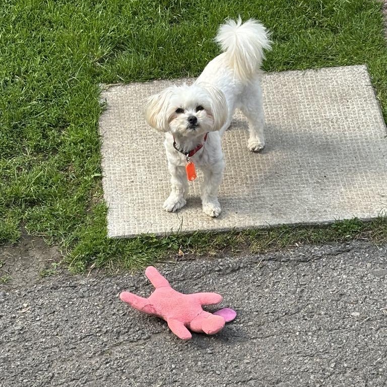 Frankie, an adoptable Maltese in Perth, ON, K7H 3C3 | Photo Image 2