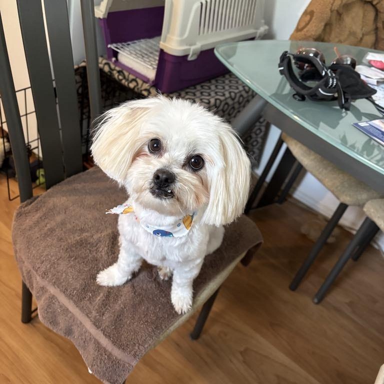 Frankie, an adoptable Maltese in Perth, ON, K7H 3C3 | Photo Image 1