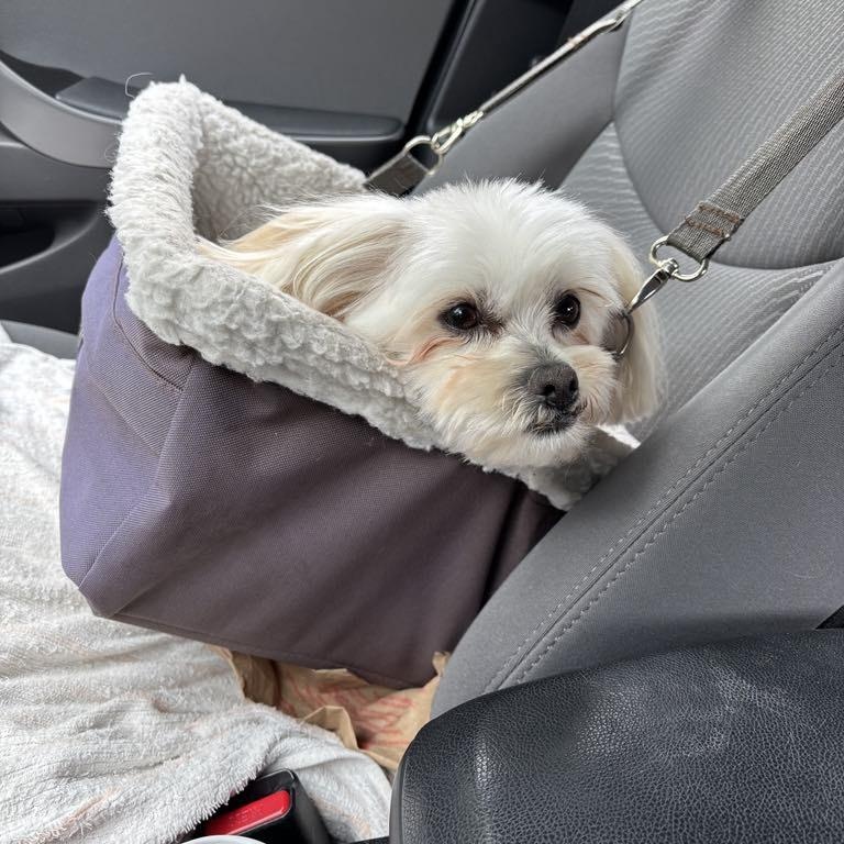 Frankie, an adoptable Maltese in Perth, ON, K7H 3C3 | Photo Image 3