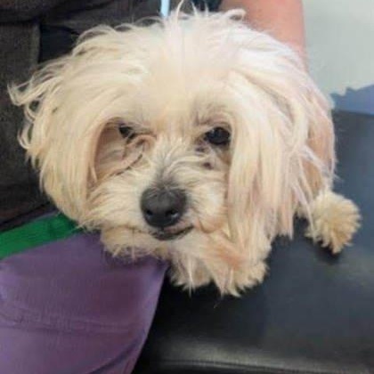 Frankie, an adoptable Maltese in Perth, ON, K7H 3C3 | Photo Image 5