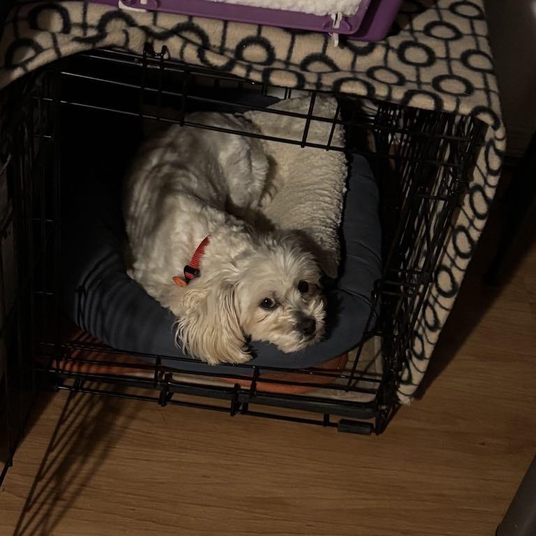 Frankie, an adoptable Maltese in Perth, ON, K7H 3C3 | Photo Image 4