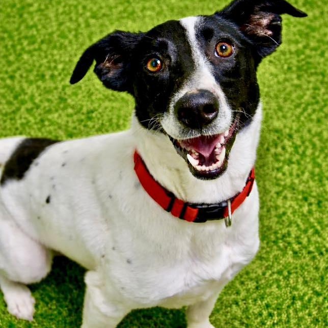 Meryl, ADOPTABLE, Young Female Terrier.