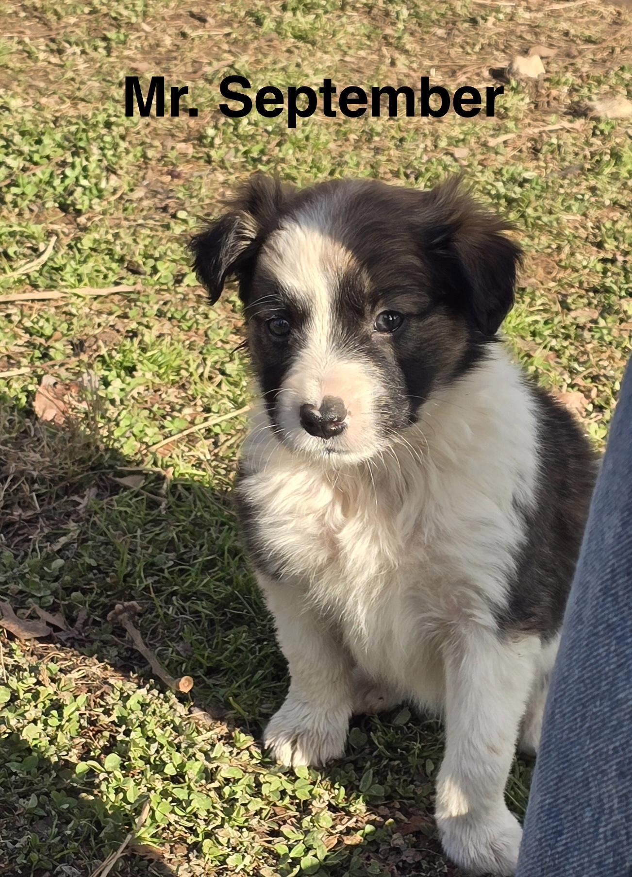 Mr. September, ADOPTABLE, Puppy Male Border Collie & Australian Cattle Dog / Blue Heeler.