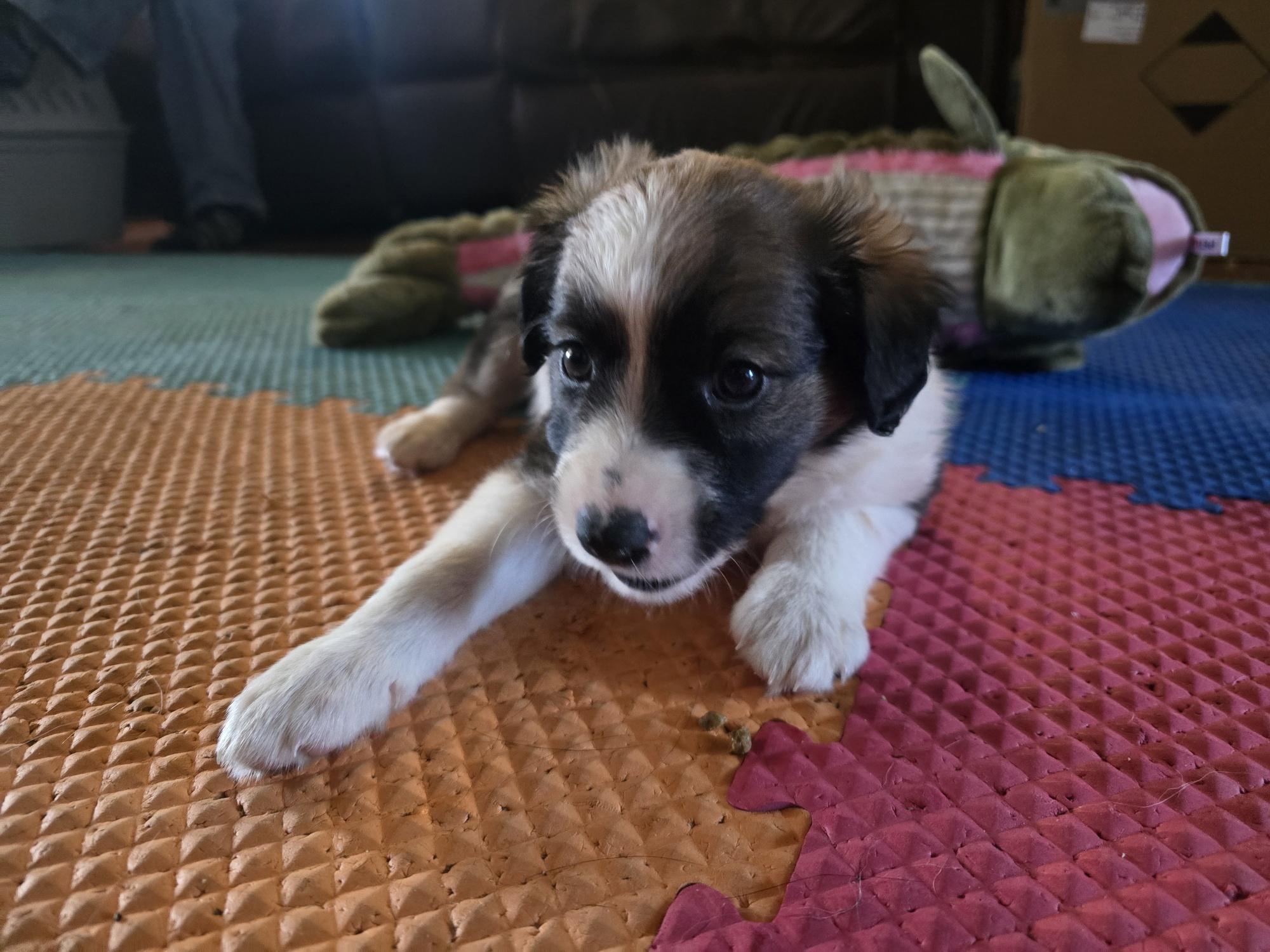 Enlarge Mr. September, a ADOPTABLE mixed breed in Portsmouth, VA image 4/5