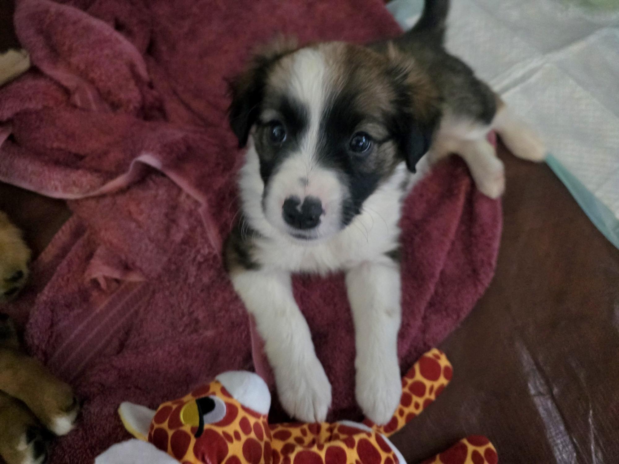 Enlarge Mr. September, a ADOPTABLE mixed breed in Portsmouth, VA image 5/5