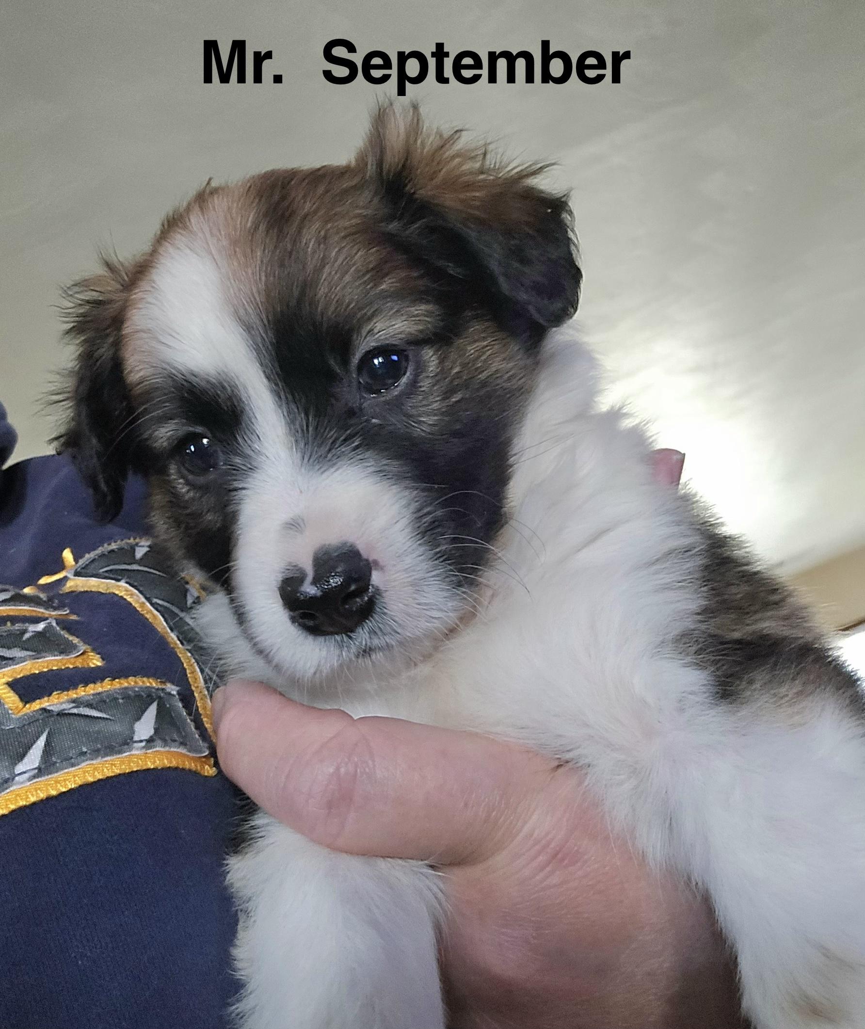 Enlarge Mr. September, a ADOPTABLE mixed breed in Portsmouth, VA image 2/5