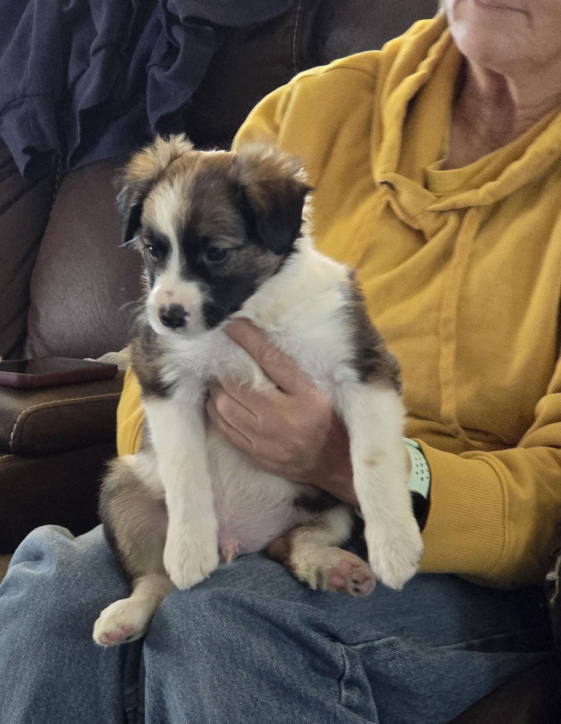 Enlarge Mr. September, a ADOPTABLE mixed breed in Portsmouth, VA image 3/5