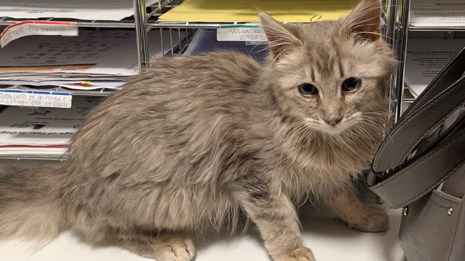 Enlarge Wiley and Poppy, an adopted mixed breed in Eureka, CA image 2/3