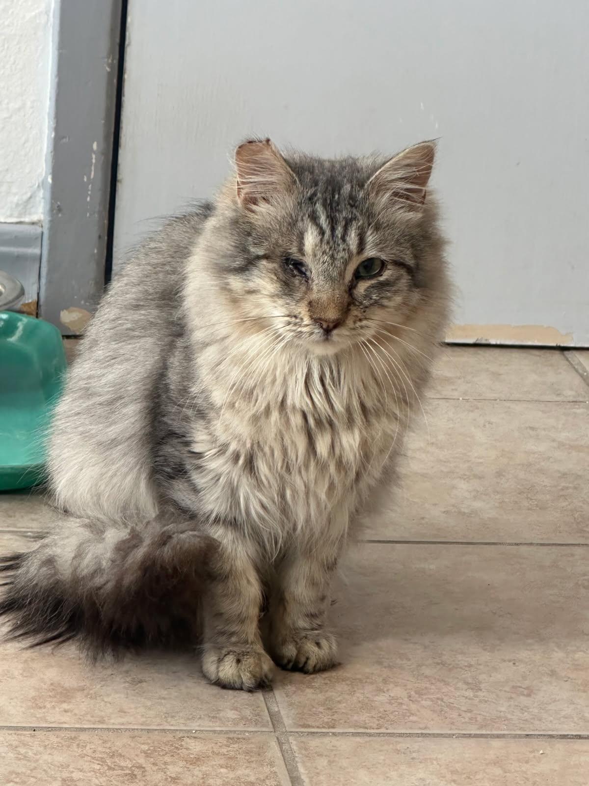 Enlarge Wiley and Poppy, an adopted mixed breed in Eureka, CA image 3/3