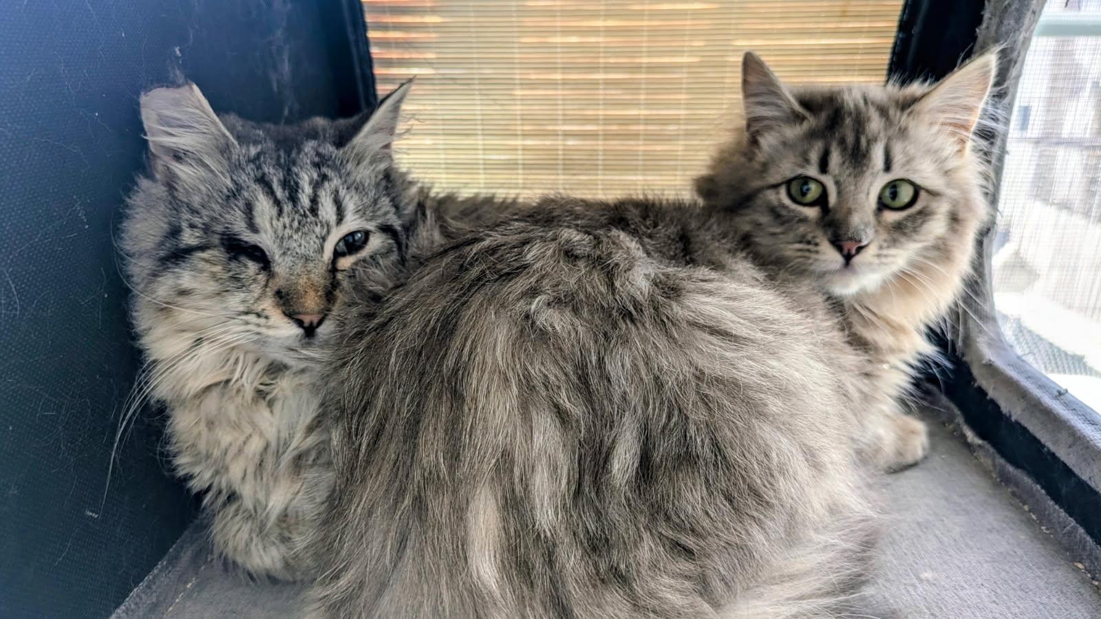 Wiley and Poppy, adopted, Kitten Female Domestic Long Hair.