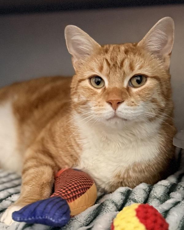 Manicotti, Adoptable, Adult Male Domestic Short Hair.