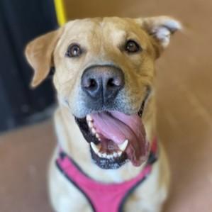 Jack, a ADOPTABLE mixed breed in Rapid City, SD image 1/4