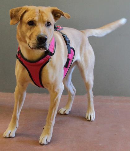 Jack, a ADOPTABLE mixed breed in Rapid City, SD image 2/4