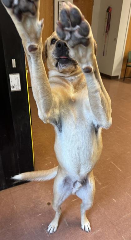 Jack, a ADOPTABLE mixed breed in Rapid City, SD image 3/4