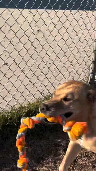Enlarge Jack, a ADOPTABLE mixed breed in Rapid City, SD video 4/4