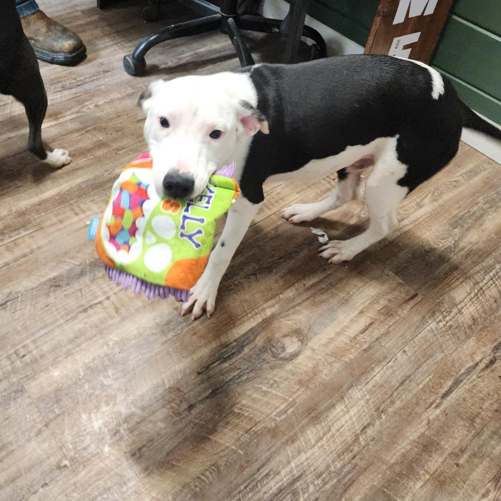 Jason, a Adoptable mixed breed image 1/6