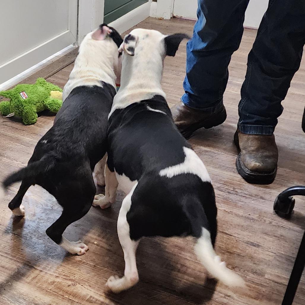 Jason, a Adoptable mixed breed image 3/6