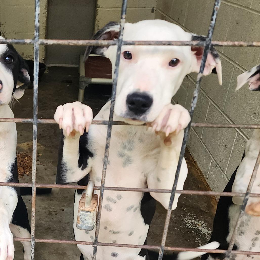 Enlarge Jason, a Adoptable mixed breed in Evensville, TN image 4/6