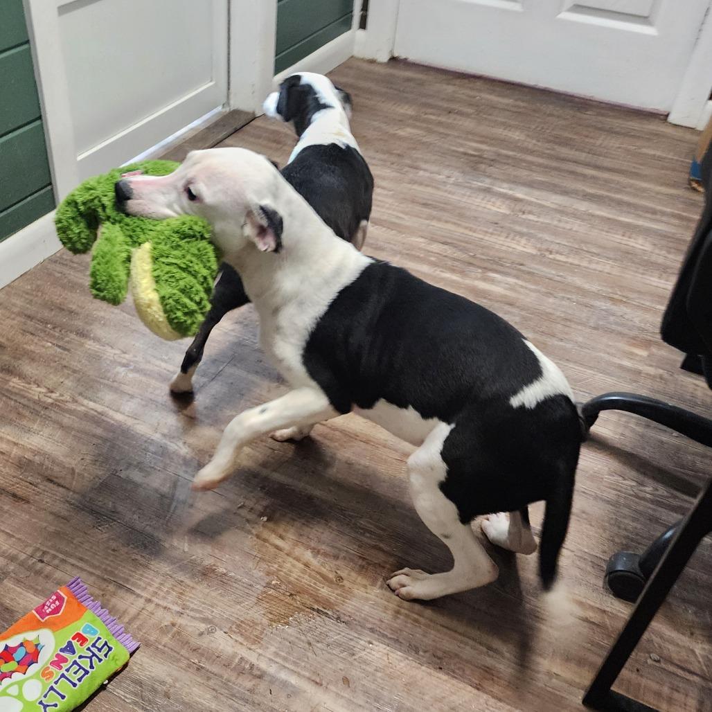 Jason, a Adoptable mixed breed image 4/6