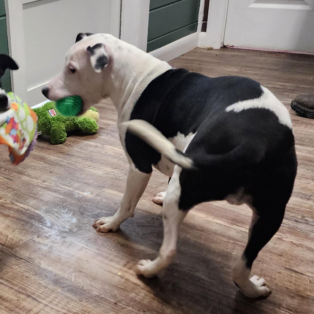 Enlarge Jason, a Adoptable mixed breed in Evensville, TN image 5/6