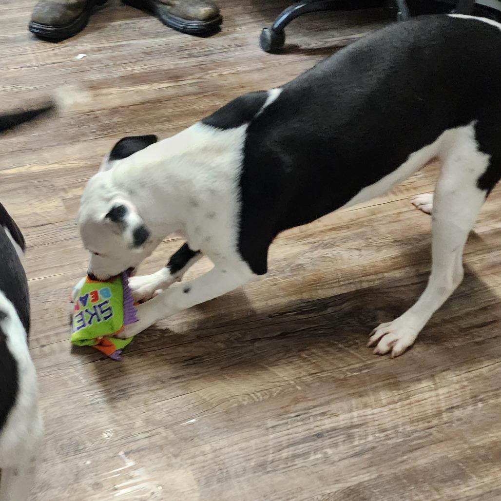 Jason, a Adoptable mixed breed image 6/6