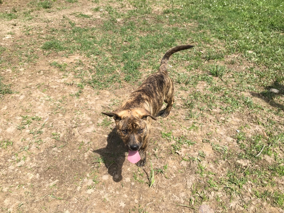 Enlarge Precious, a Adoptable Catahoula Leopard Dog in Pine Bluff, AR image 2/4
