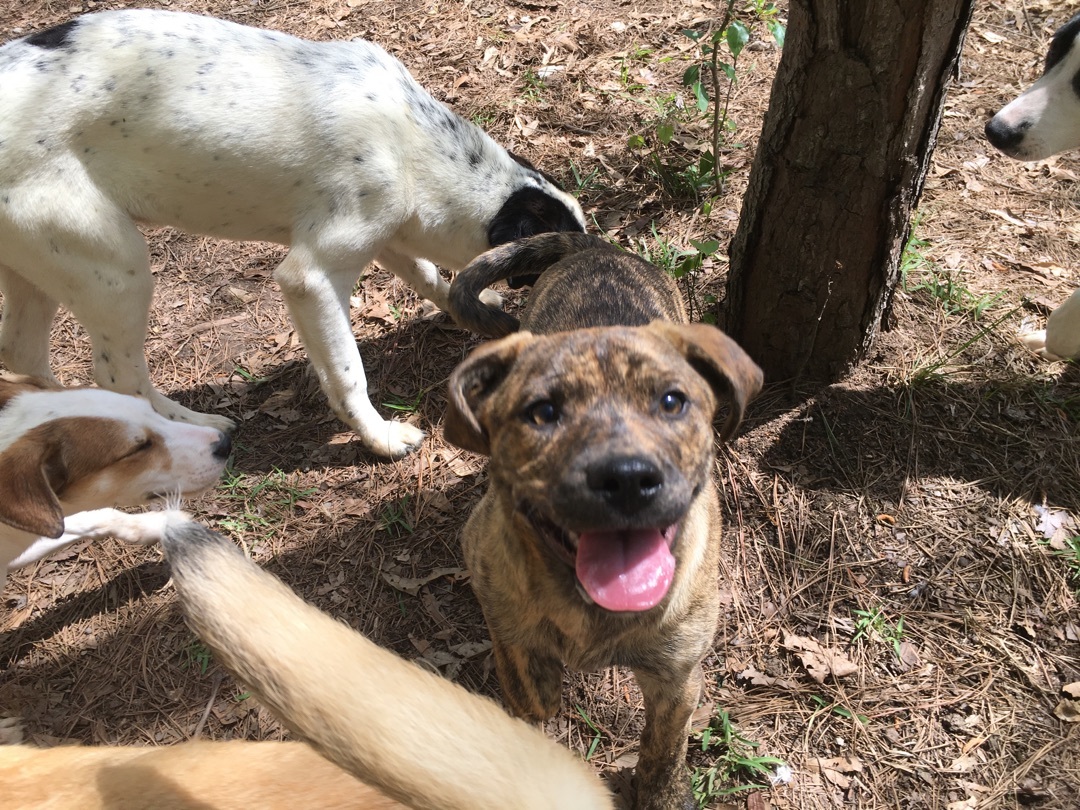 Enlarge Precious, a Adoptable Catahoula Leopard Dog in Pine Bluff, AR image 3/4