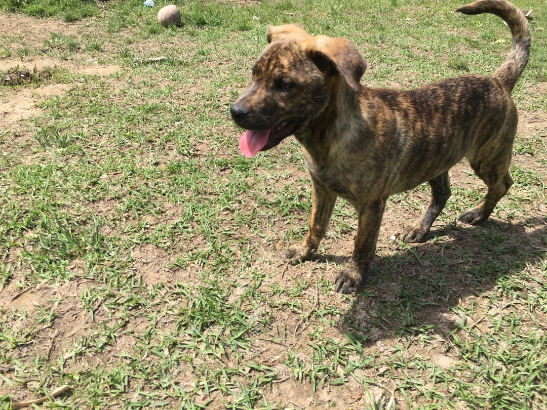 Enlarge Precious, a Adoptable Catahoula Leopard Dog in Pine Bluff, AR image 4/4