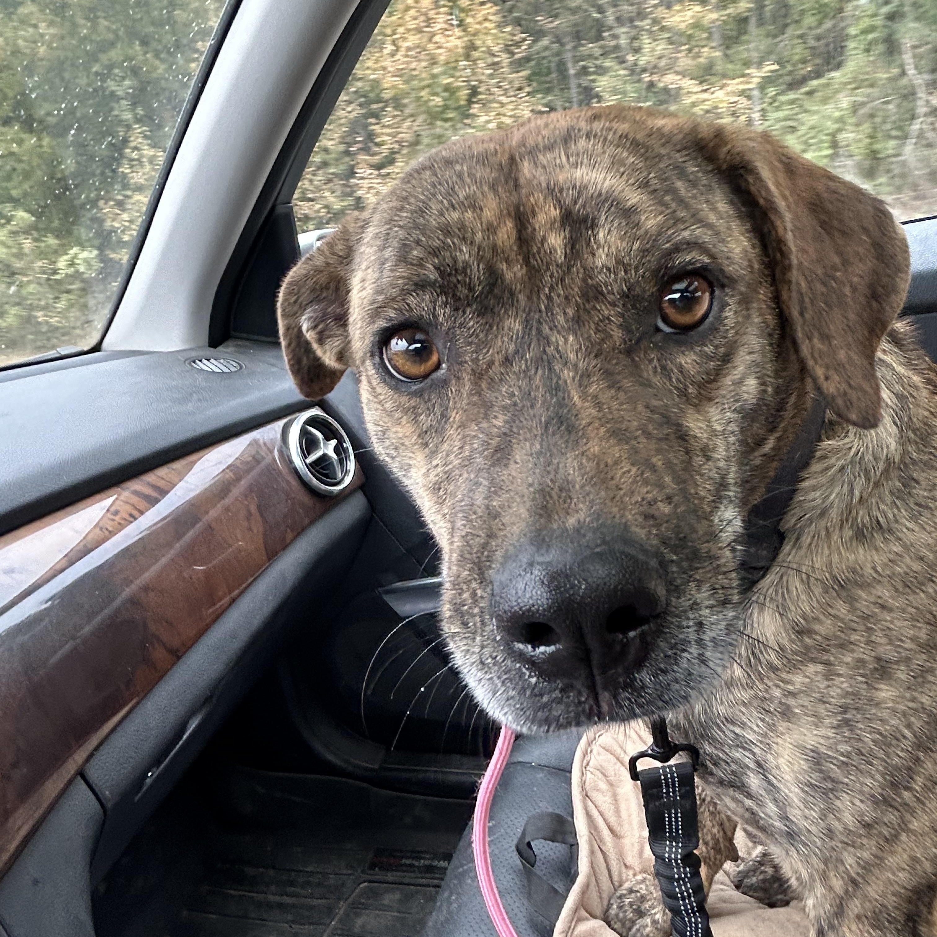 Enlarge Precious, a Adoptable Catahoula Leopard Dog in Pine Bluff, AR image 1/4