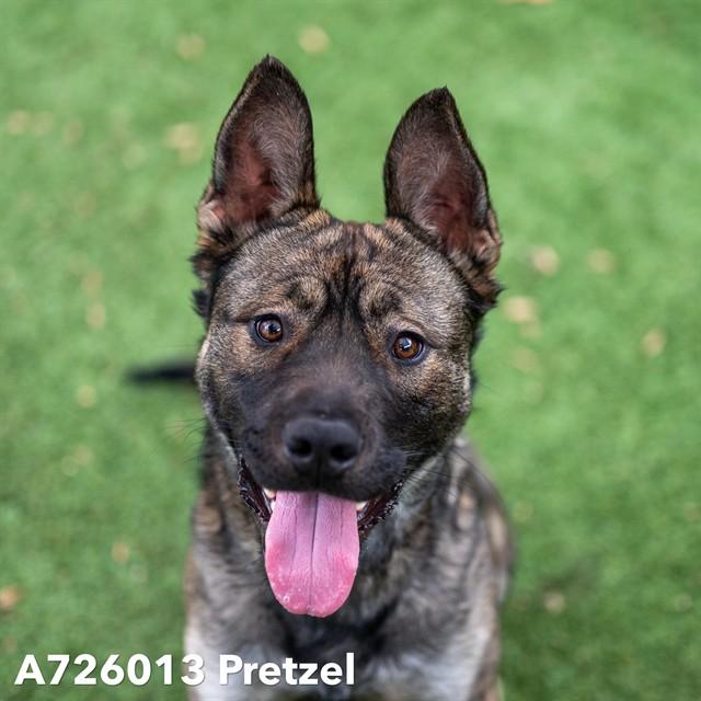 PRETZEL, Adoptable, Young Male German Shepherd Dog & Mixed Breed.